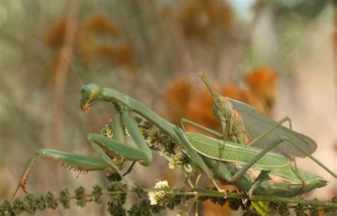 Male Mantises Still Able To Have Sex After Being Decapitated Video