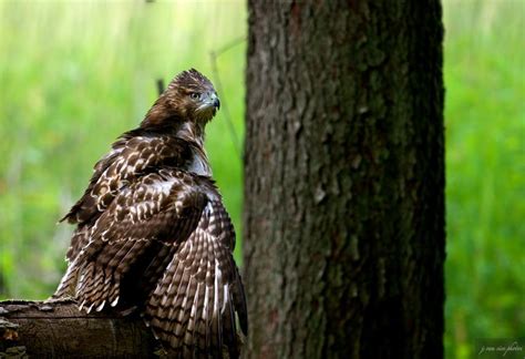 74 Best Michigan Birds Of Prey Eagle Hawk Kite Vulture Osprey Images On Pinterest
