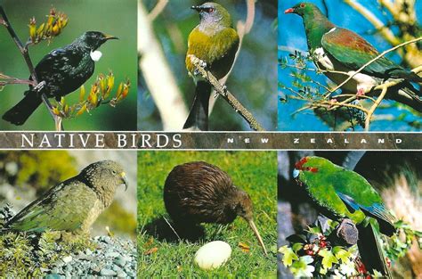 My Favorite Animal Postcards Native Birds Of New Zealand