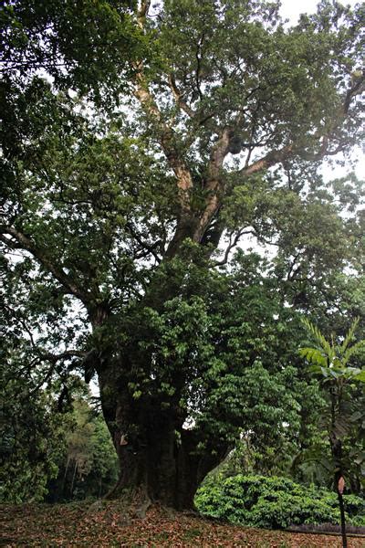 Cain Lemontri Ini Pohon Tertua Di Kebun Raya Bogor Berusia Hampir