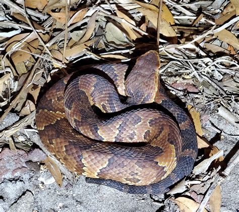 Northern Virginia Eastern Black Rat Snake Whatsthissnake