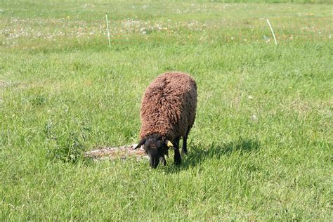 Free Images Nature Grass Field Meadow Prairie Animal Wildlife