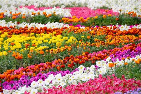 Flower Gardening For Beginners Tips And Ideas Agri Farming
