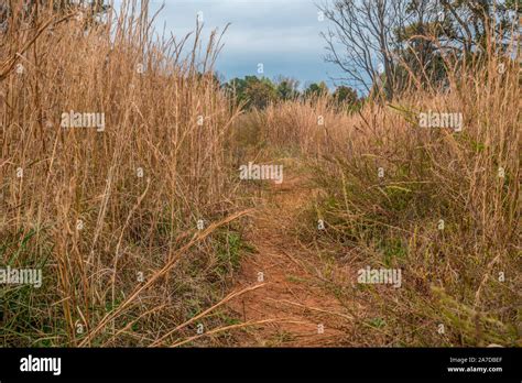 Tall Dried Grasses Hi Res Stock Photography And Images Alamy