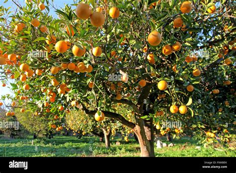 Huge Crop Of Large Greek Oranges On A Tree With An Orange Orchard