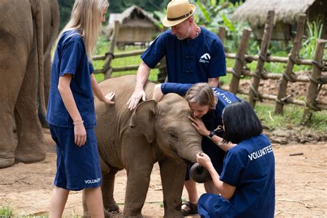 Elephant Nursery Volunteer Thailand Friends For Asia
