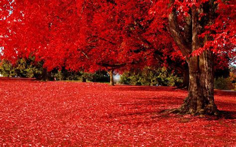 Red Autumn Mac Wallpaper Download Allmacwallpaper