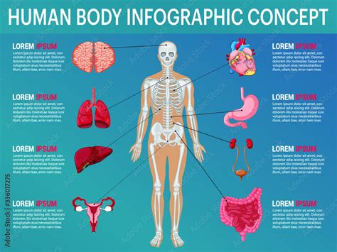 Vecteur Stock Human Body Internal Organs Medical Human Anatomy