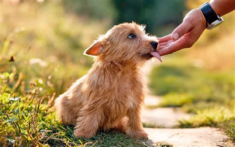 ¿por Qué Mi Perro Me Lame Las Manos