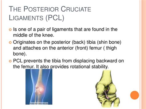 Ppt Posterior Cruciate Ligament Powerpoint Presentation Free