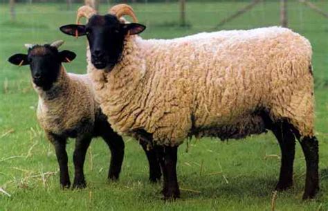 Norfolk Horn Sheep Petmapz By Dr Katz Your Veterinarian Endorsed