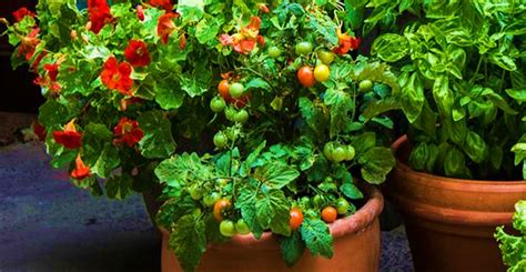 Small tomato plants in a greenhouse for transplanting. Tomato Tiny Tim Seed - My Plant Warehouse - Indoor Plants ...