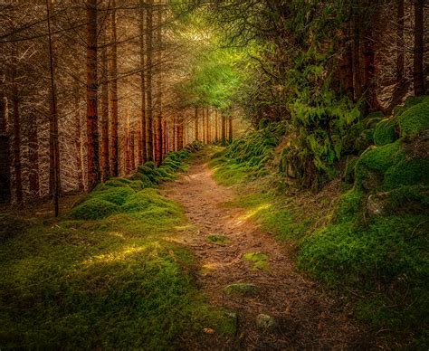 Fondos De Pantalla Bosques Senda Musgo árboles Naturaleza Descargar