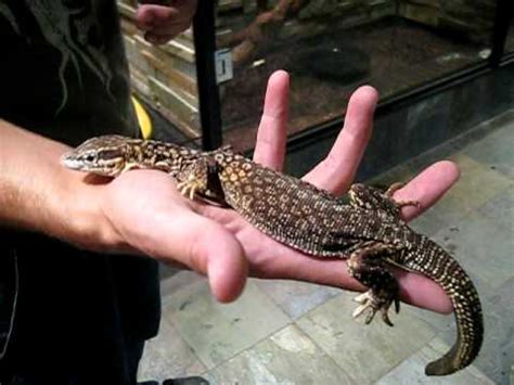 Social media users were eager to sink their teeth into the wayward lizard clip. Small Monitor Lizard - YouTube