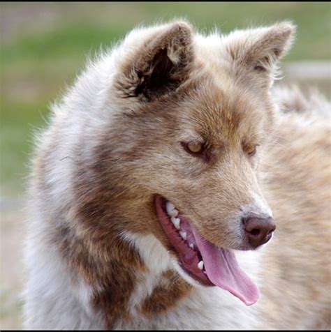 Because she coexists with what she hates. The Seven Best Dogs That Look Like Wolves | PetHelpful