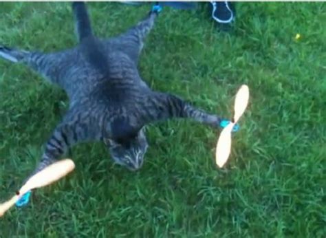 Artist Turns Dead Cat Into Remote Controlled Helicopter Designtaxi