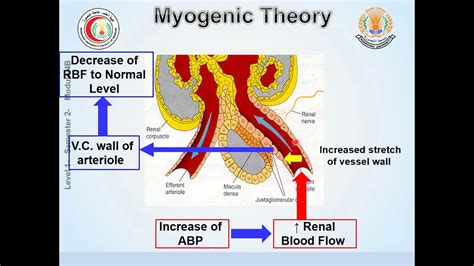 Renal Blood Flow And Its Control Youtube