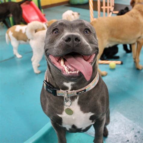 Camp Tails Doggy Daycare – eXplore Bury St Edmunds!