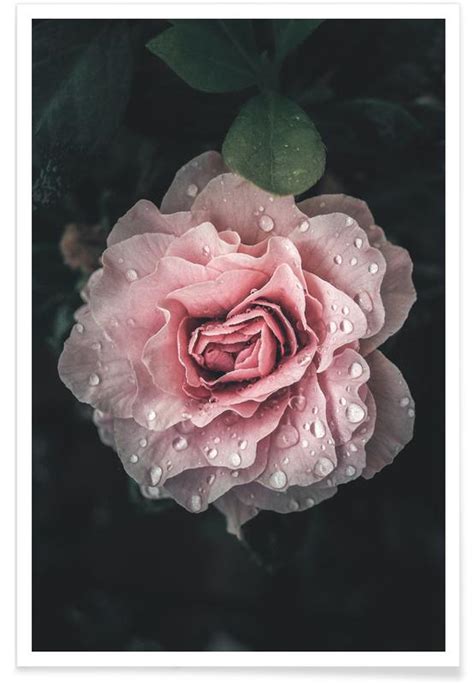 Raindrops On Pink Rose Poster Juniqe