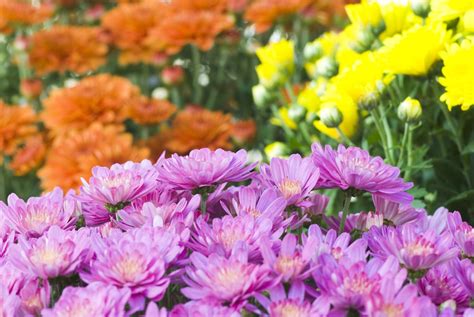 A History Of Garden Chrysanthemum Flowers Chrysanthemum Flower