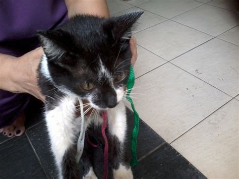 Spaying prevents unwanted pregnancy and discontinues heat. Subsidy for the spaying of a female cat (Thong Nook Lin's ...