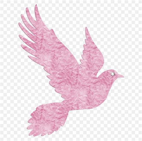 Pigeons And Doves Vector Graphics Clip Art Illustration Png