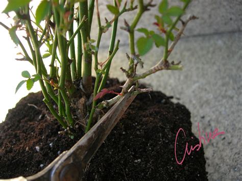 Días de rosas: Cómo trasplantar un rosal en maceta. Procedimiento útil