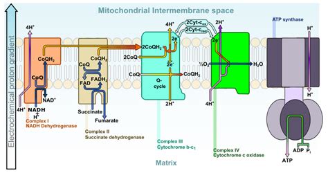 Difference Between Chloroplast And Mitochondria Structure Function
