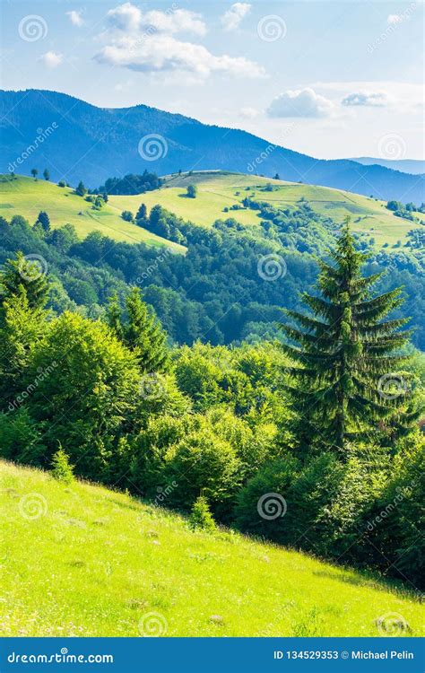 Rural Field On Forested Rolling Hills In Summer Stock Image Image Of