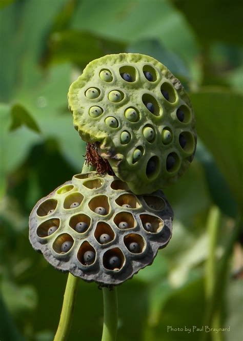 TrekNature Lotus Flower Seed Pods Photo Lotus Flower Seeds Lotus