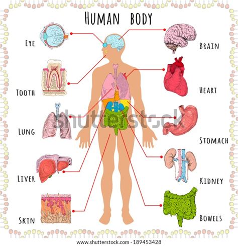 Human Body Medical Infographics Person Silhouette Stock Vector Royalty