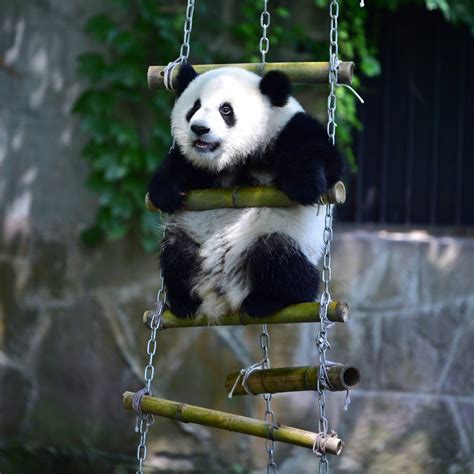 Los Osos Panda Suelen Alcanzar Una Altura De Entre 60 Y 90 Centímetros