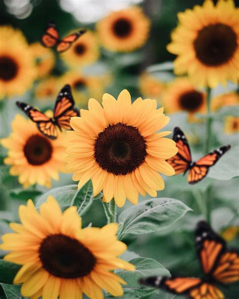 Pin By Karrina Therrien On Happy Here Sunflower Wallpaper Sunflower