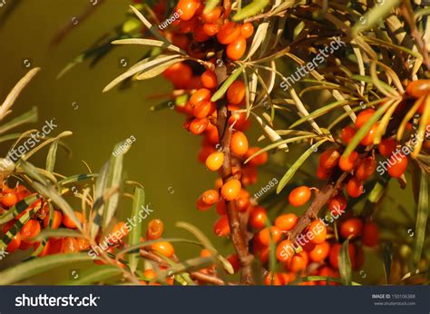 Your roof is one of the most the. Orange Sea Buck-Thorn Tree Berries Stock Photo 150106388 ...