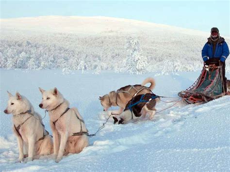 Northern Lights Dog Sledding In Lapland Nature Travels