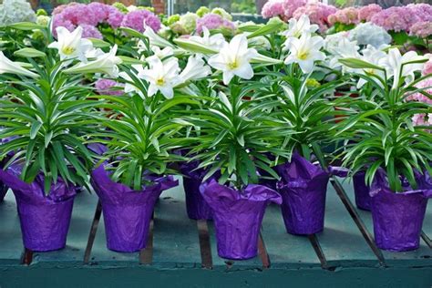 How To Care For Your Potted Easter Lilly Peirone Produce