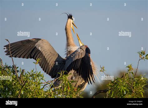 Great Blue Heron Mating Pair Hi Res Stock Photography And Images Alamy
