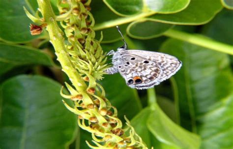 Earths 7 Rarest Butterflies L Geographically Linked Our Breathing Planet