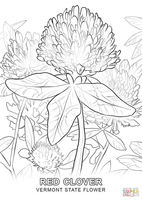 Download all the pages and create your own coloring book! Vermont State Flower coloring page | Free Printable ...