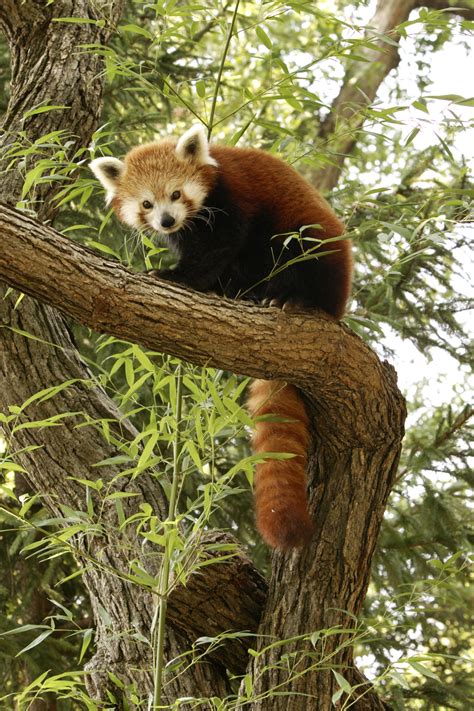 First Red Panda Cub Born At The National Zoos Dc Campus In 15 Years