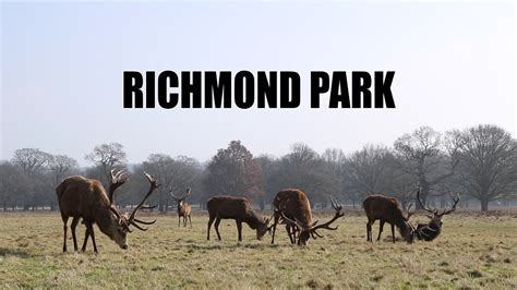 Richmond Park London Youtube