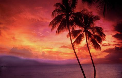 Palm Trees Sunset By Lyle Leduc