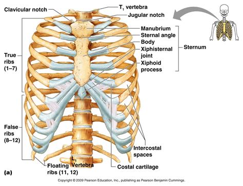 Human rib cage anatomy 3d model. Skeletal System - Life Science