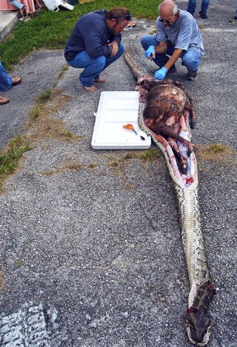 reticulated python swallows deer in florida [graphic]