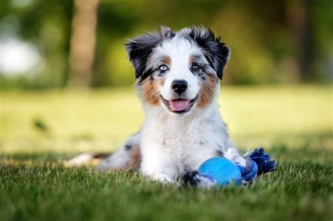 Complete Mini Australian Shepherd Guide: 6 Must Read Facts ...