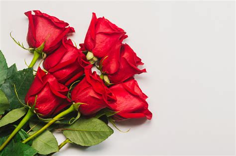 Bunch Of Red Roses On White Background Stock Photo Download Image Now
