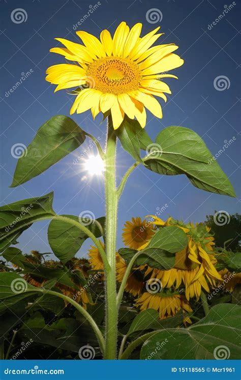 Sunflower Isolated Stock Image Image Of Color Closeup 15118565