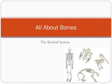 Ppt All About Bones Powerpoint Presentation Free Download Id2109905