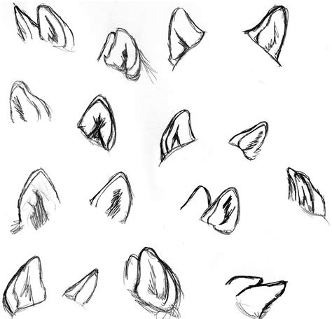 How To Draw Wolves Wolf Study Ears By Wolfsilvermoon Drawings