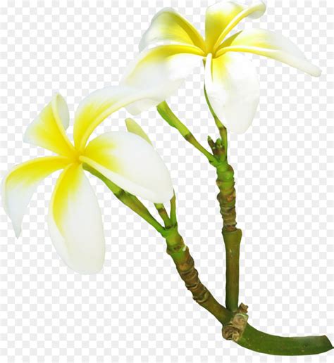 Peningkatan produksi hasil pertanian menjadi hal yang sangat penting 1.1 latar belakang. Gardenia, Bunga, Frangipani gambar png